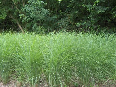 Мискантус китайский 'Gracillimus'
