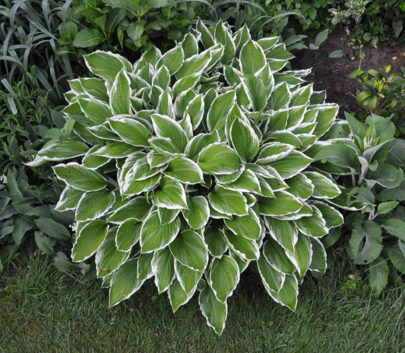 Хоста форчуна 'Albomarginata'