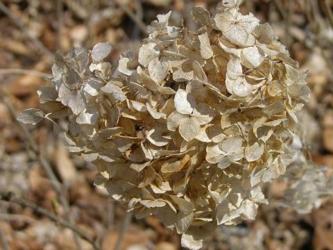 Гортензия древовидная 'Grandiflora'